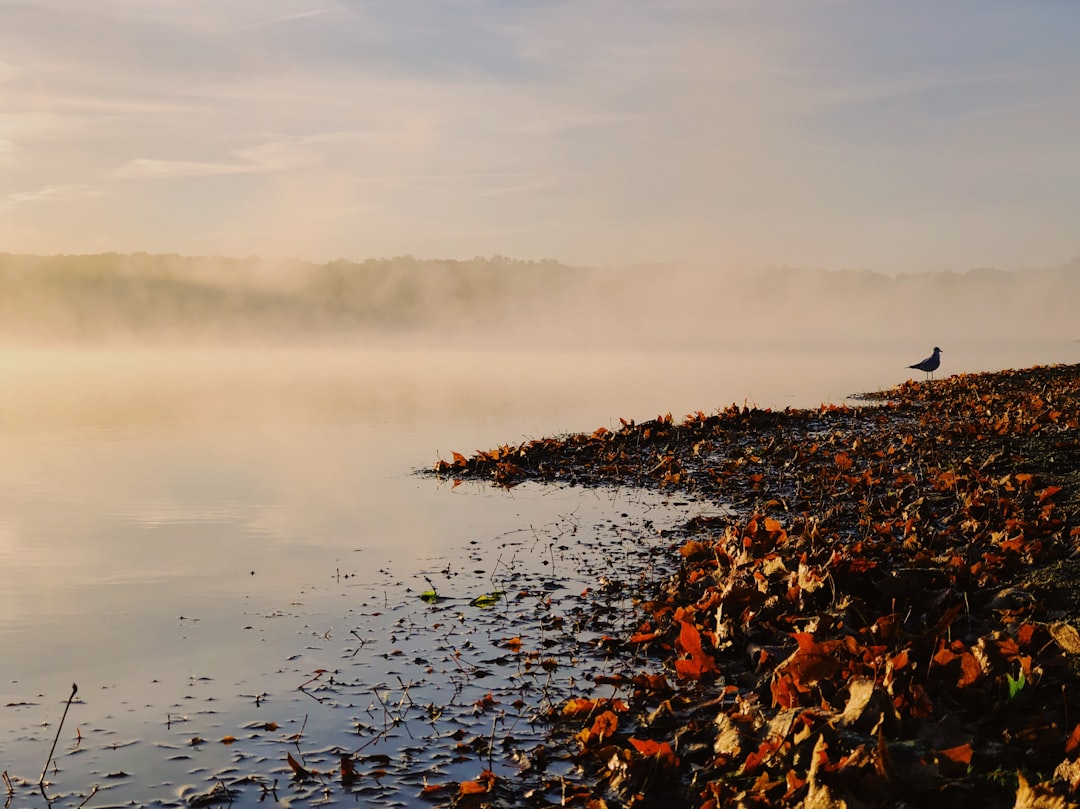 Michigan’s Diverse Bird Species: A Guide to Local Avian Wildlife